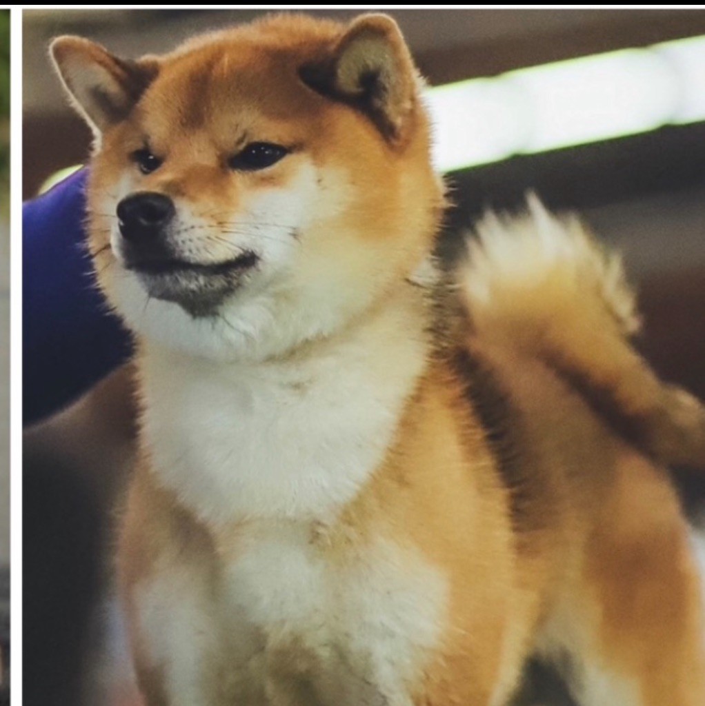 Les Shiba de l'affixe des Trésors d'Amethyste