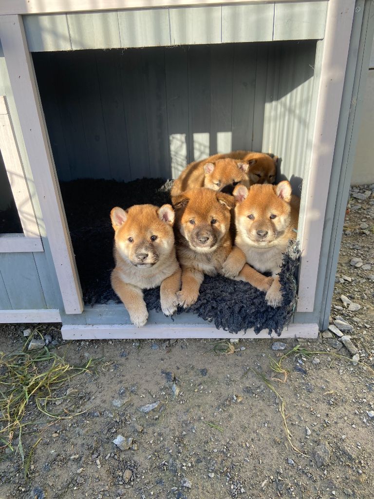 chiot Shiba des Trésors d'Amethyste