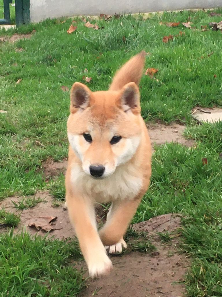 chiot Shiba des Trésors d'Amethyste