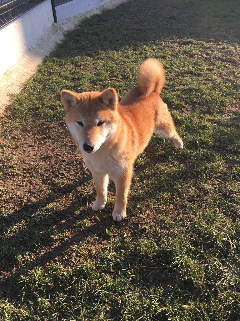 des Trésors d'Amethyste - Chiot disponible  - Shiba