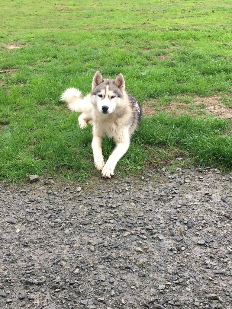 Thor reves polaires