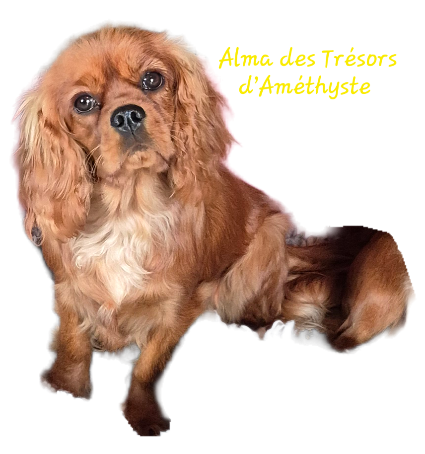 ALMA des Trésors d'Amethyste