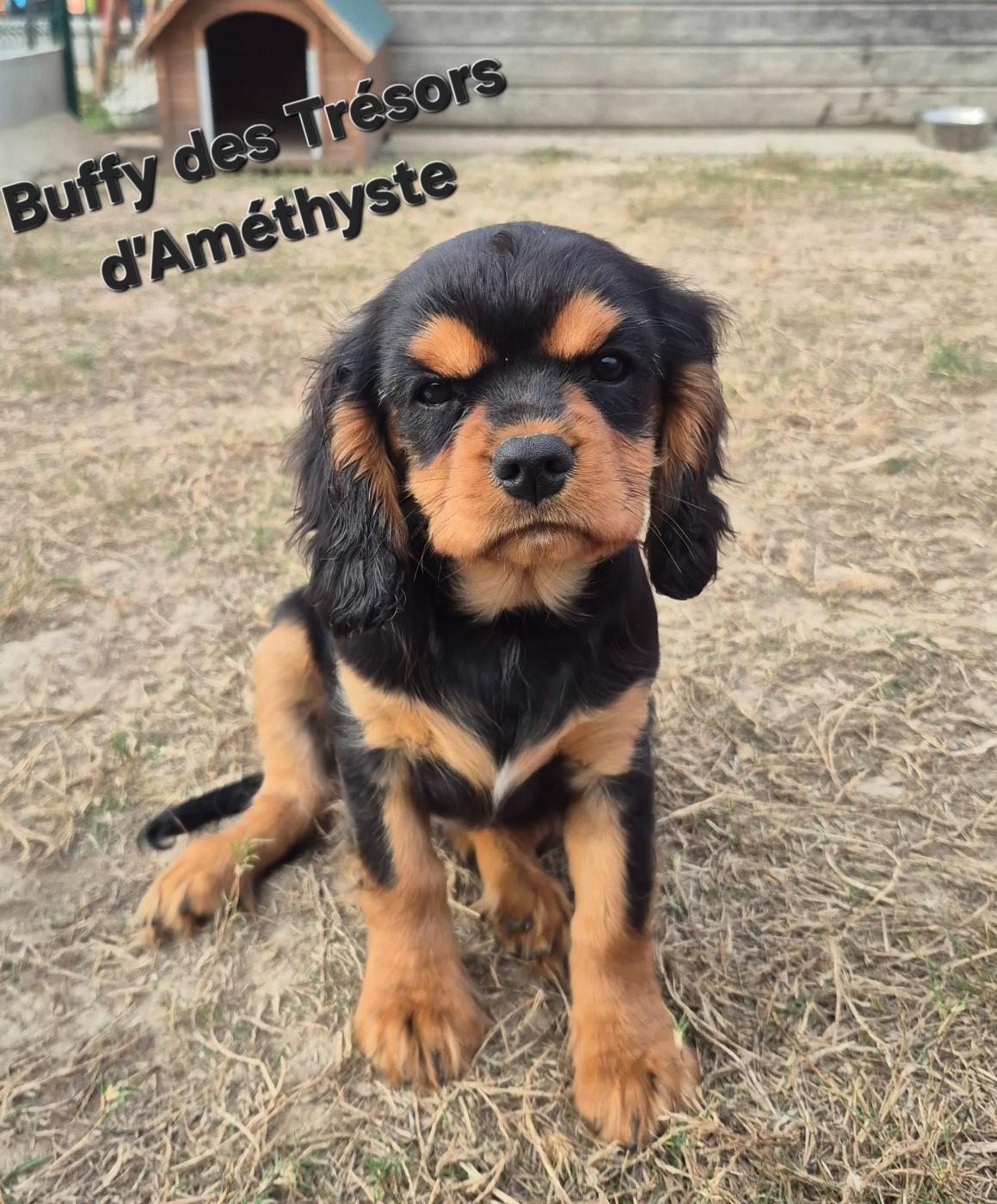 Buffy 