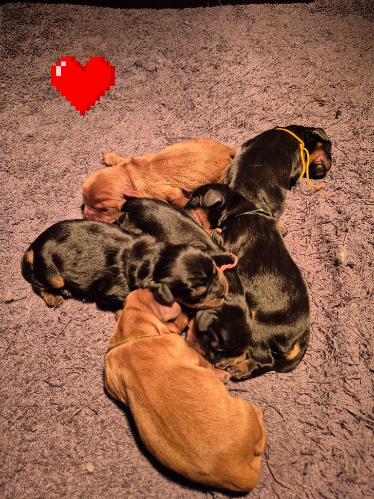 Naissance Cavalier King Charles