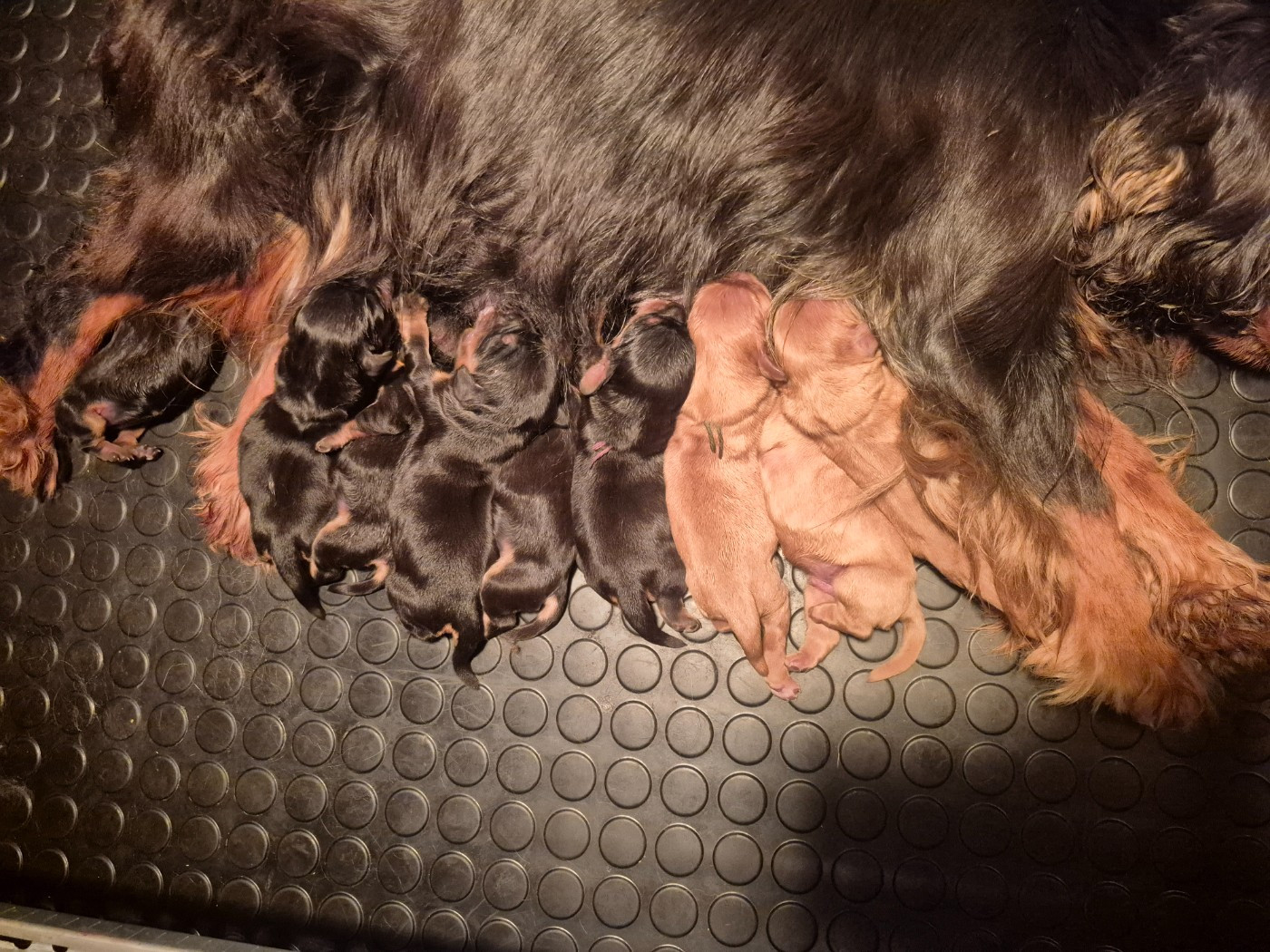 Chiots Cavaliers King Charles