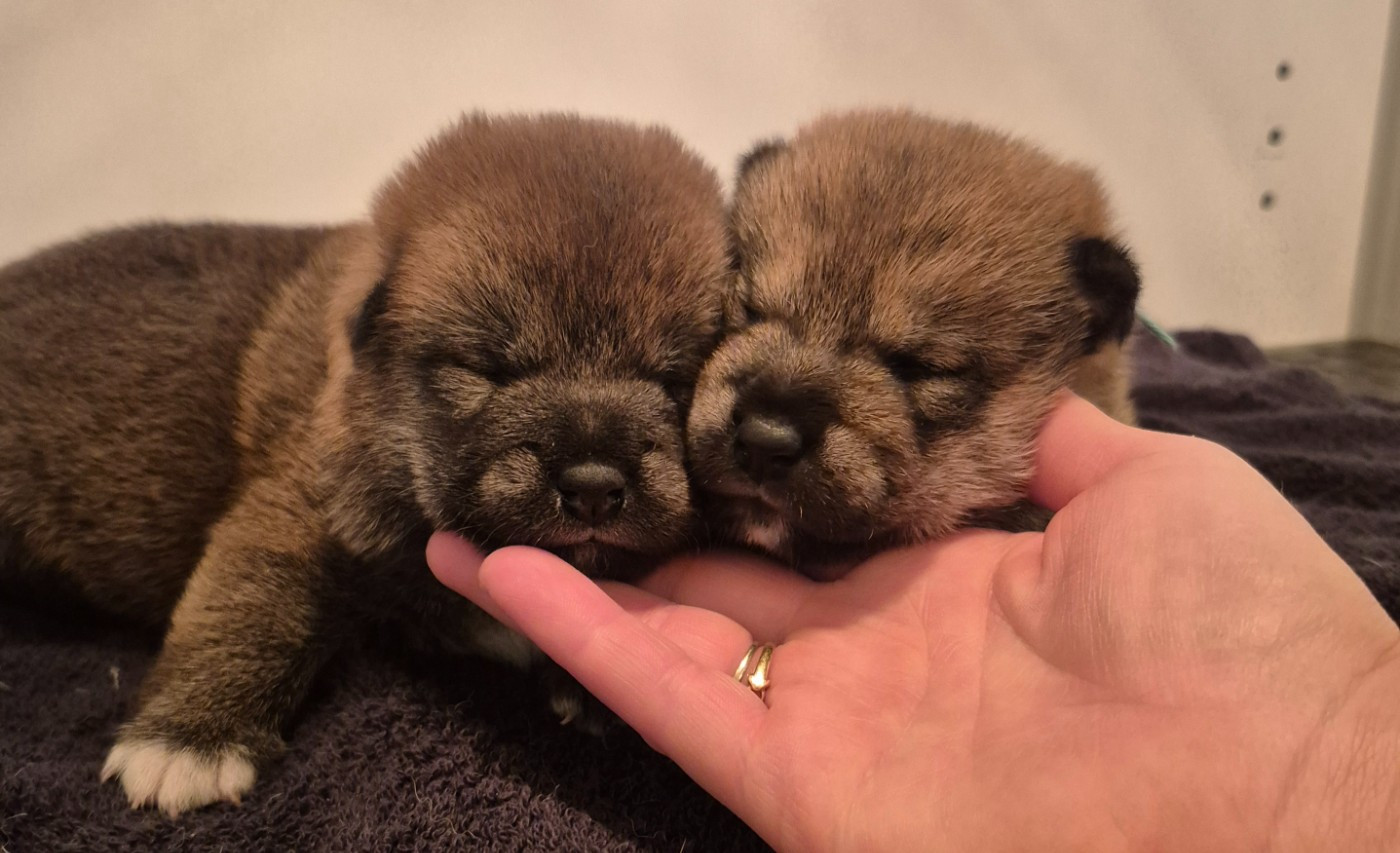 Nos Shiba sont nées