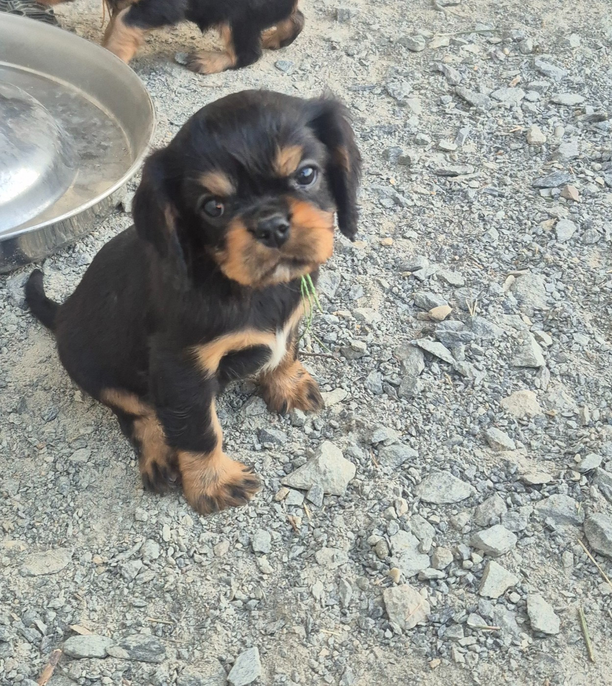 CHIOTS CAVALIERS KING CHARLES DISPONIBLE
