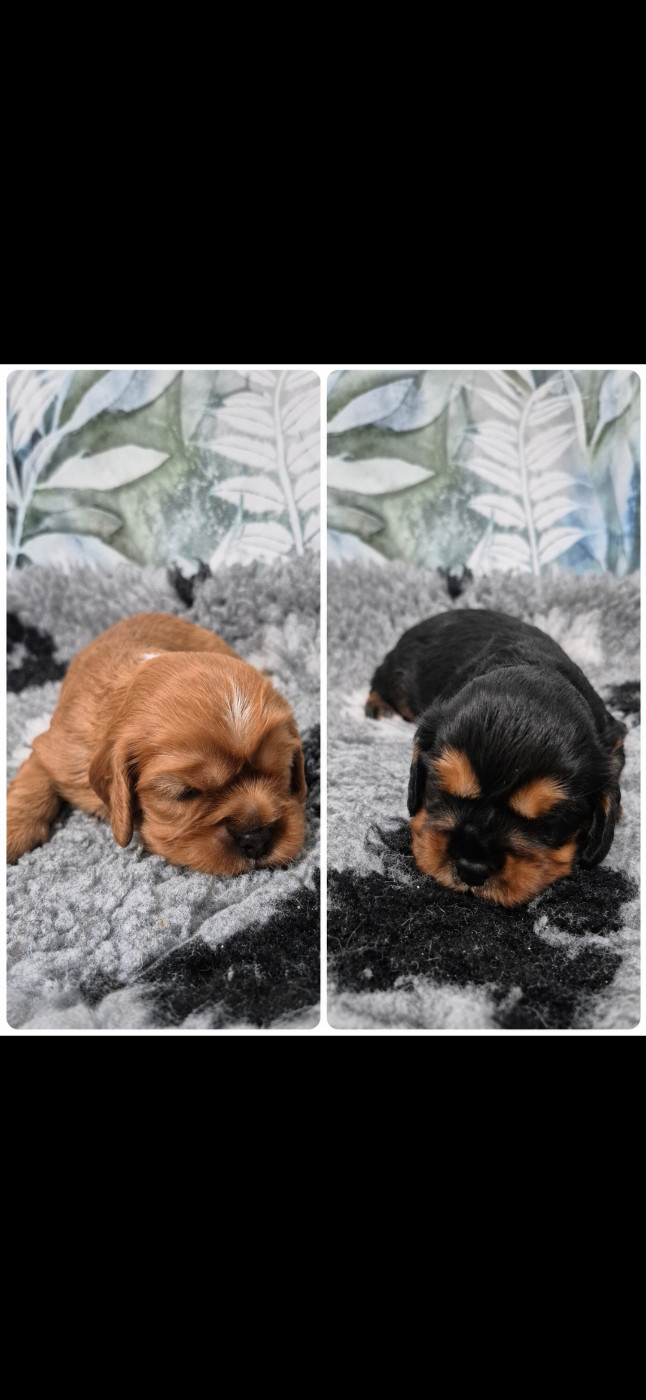 🐾💖 À LA RECHERCHE DE LEUR FUTURE FAMILLE ! 💖🐾