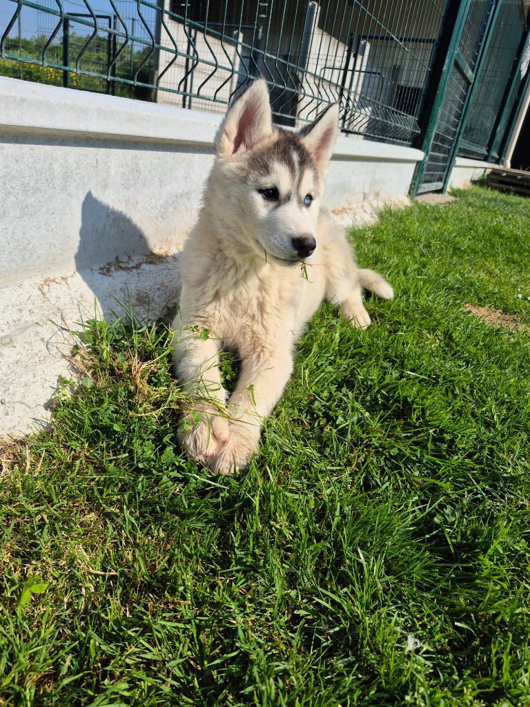 Chiots Husky disponible