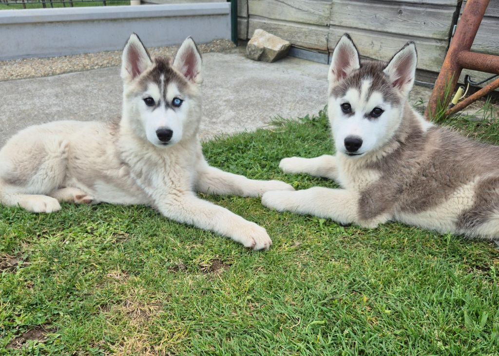 Chiots Husky disponible