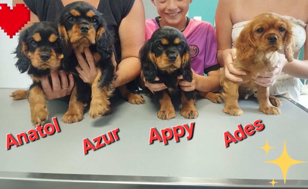 Chiots Cavalier King Charles 3 mois