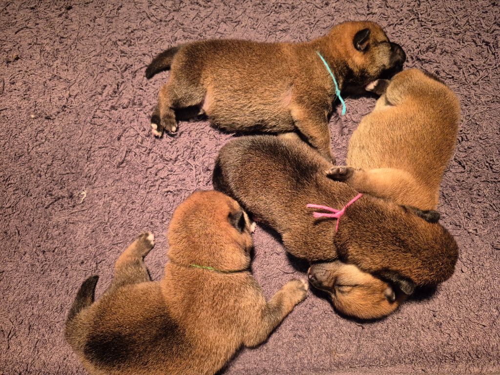 Nos Shiba sont nés