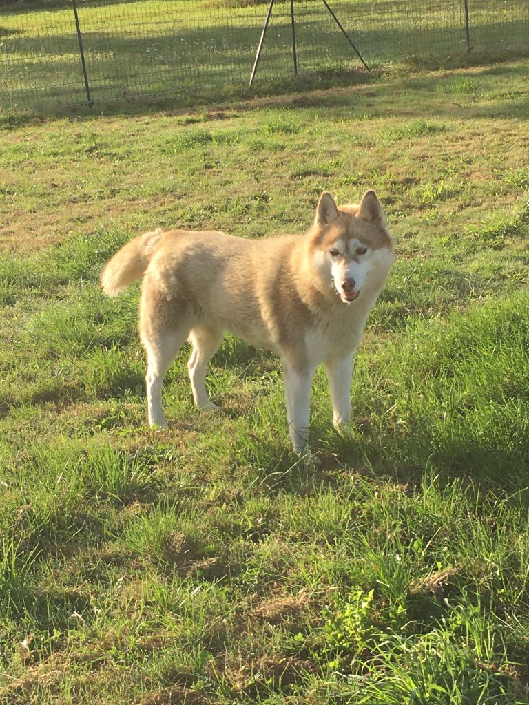 Taalys Femelle Husky à vendre