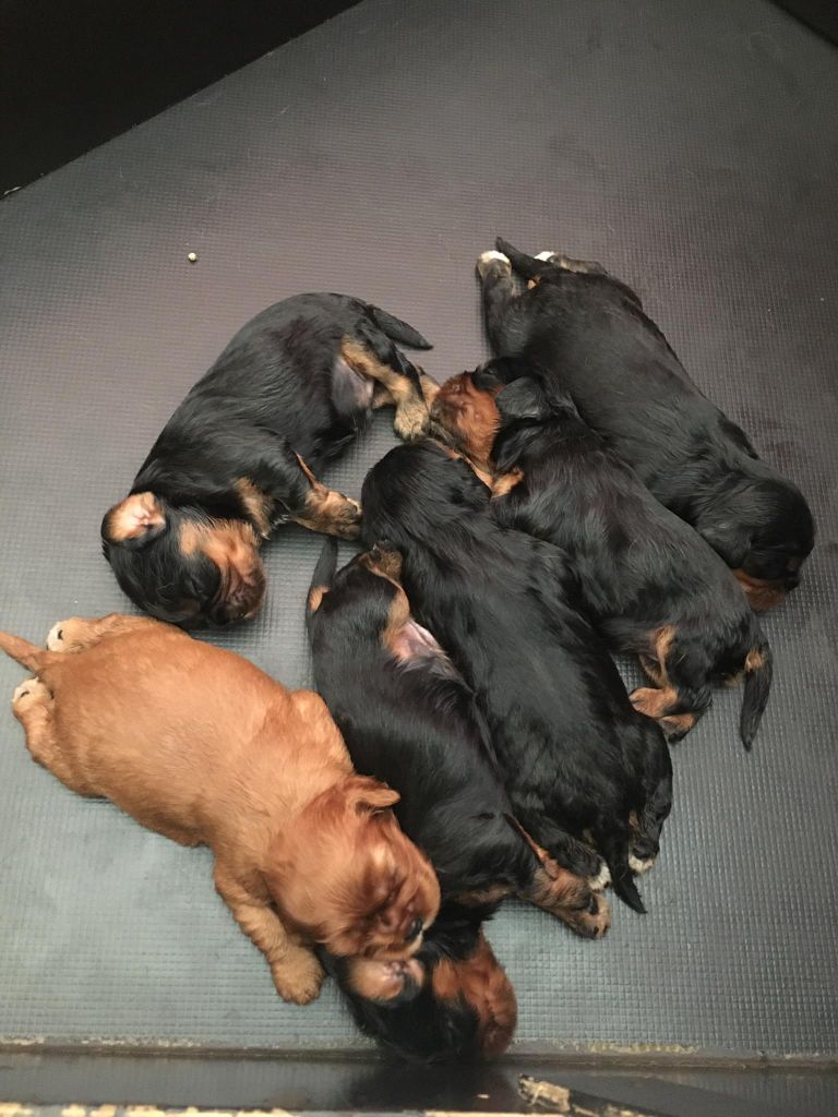 Nos chiots 