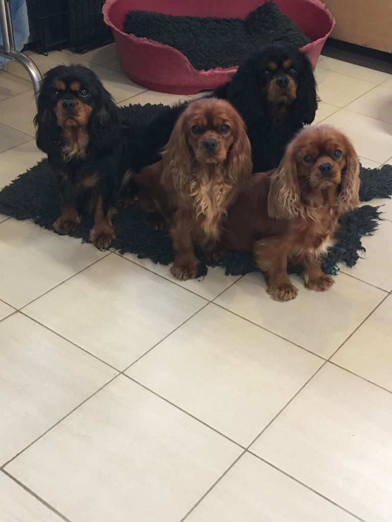 Nos magnifiques Cavaliers King Charles