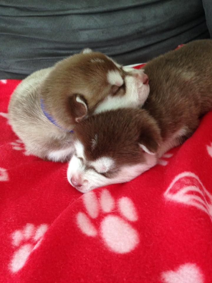Nos chiots nés à l'élevage