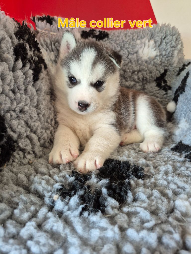 Chiot Siberian Husky des Trésors d'Amethyste