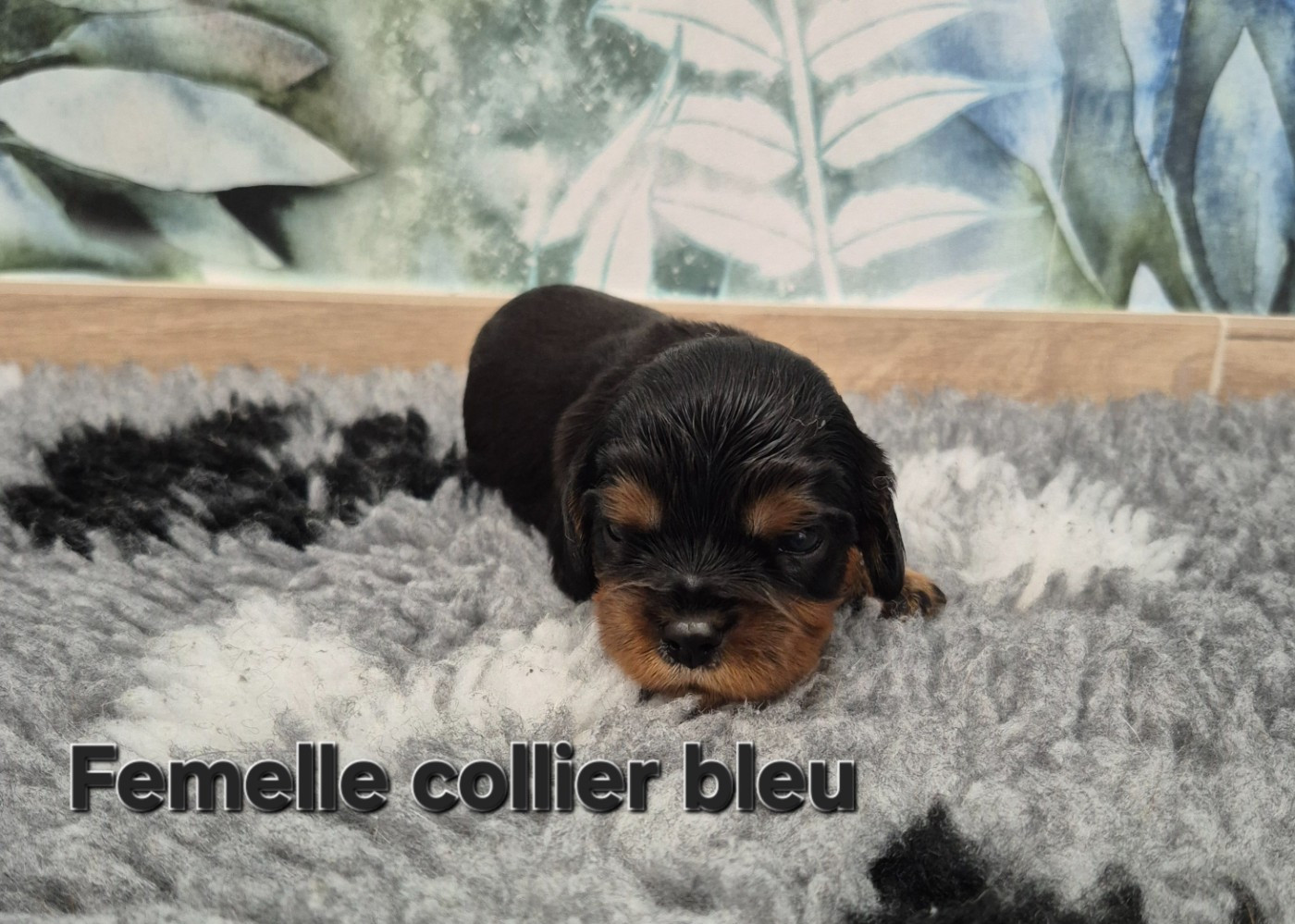 des Trésors d'Amethyste - Chiots disponibles - Cavalier King Charles Spaniel