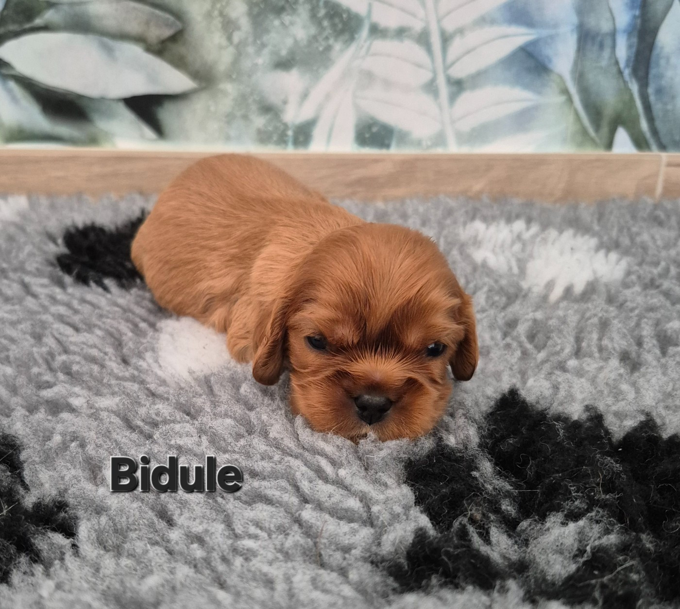 des Trésors d'Amethyste - Chiots disponibles - Cavalier King Charles Spaniel