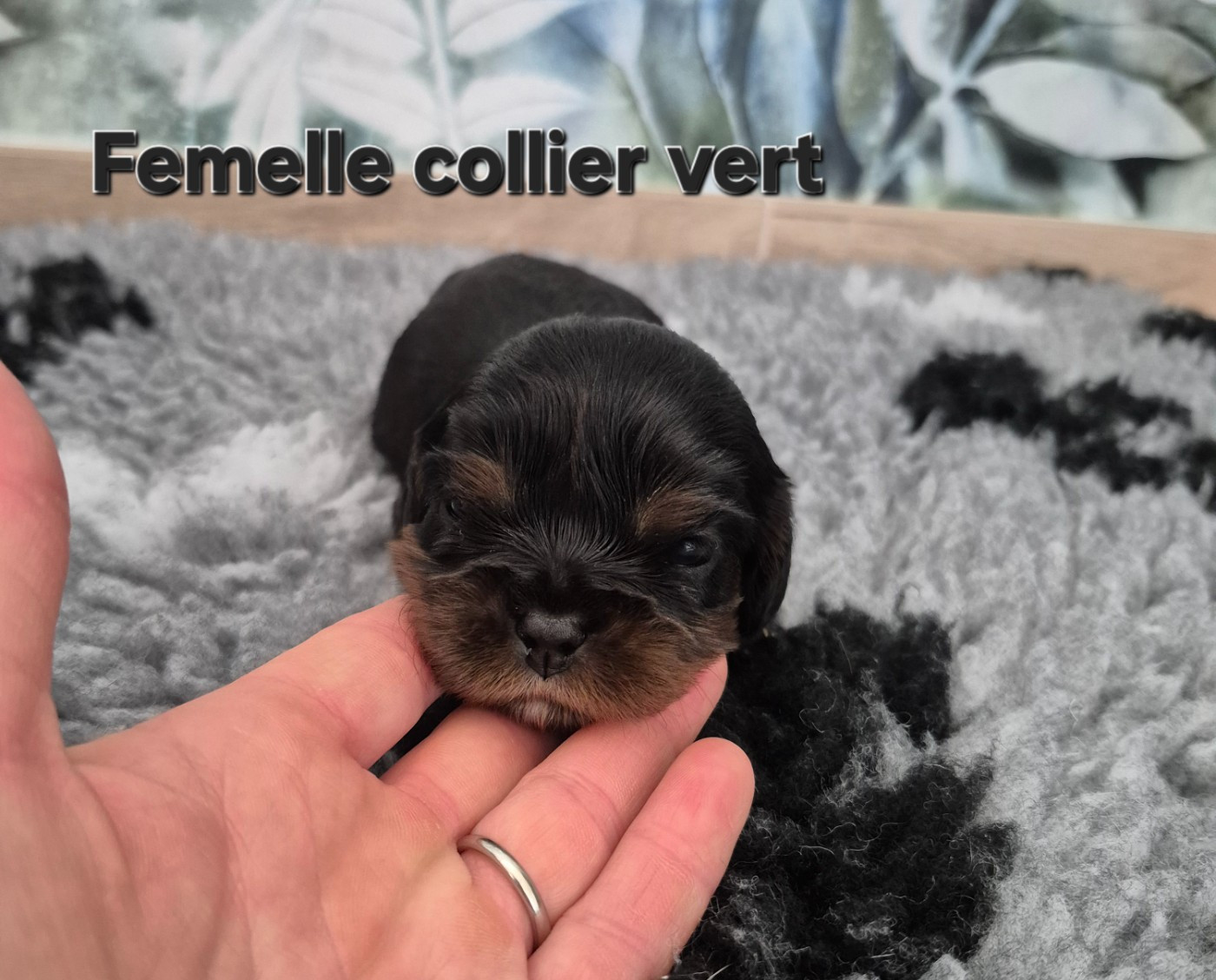 des Trésors d'Amethyste - Chiots disponibles - Cavalier King Charles Spaniel