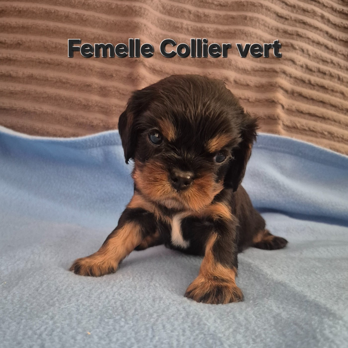 des Trésors d'Amethyste - Chiots disponibles - Cavalier King Charles Spaniel