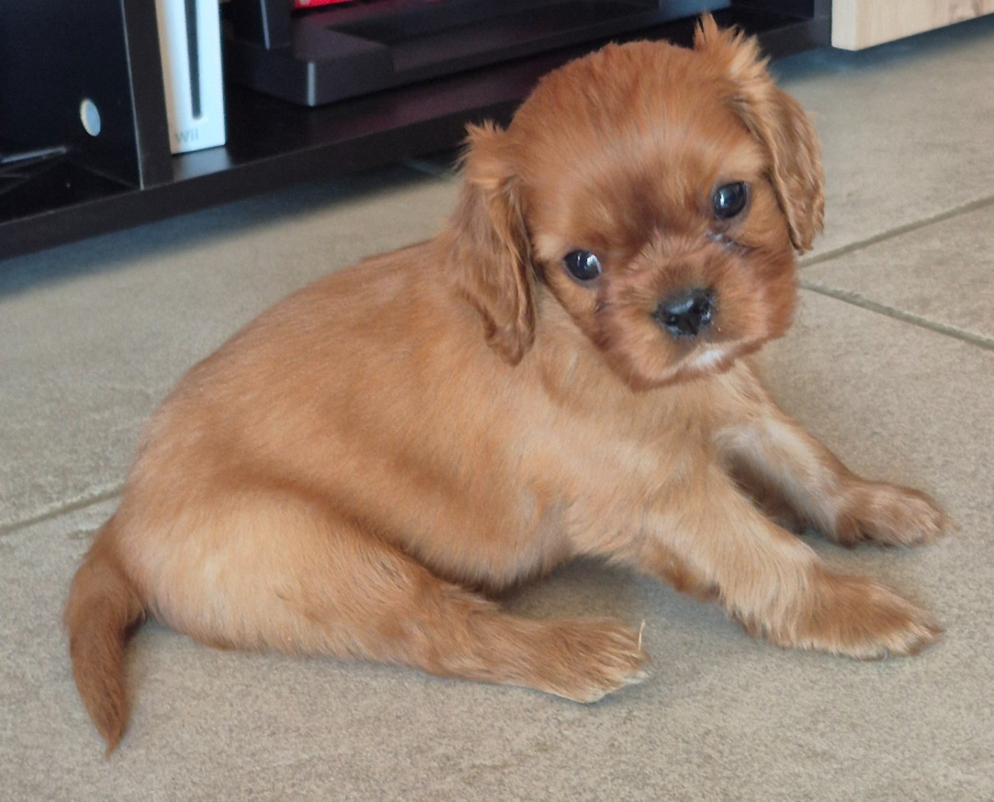 des Trésors d'Amethyste - Chiots disponibles - Cavalier King Charles Spaniel
