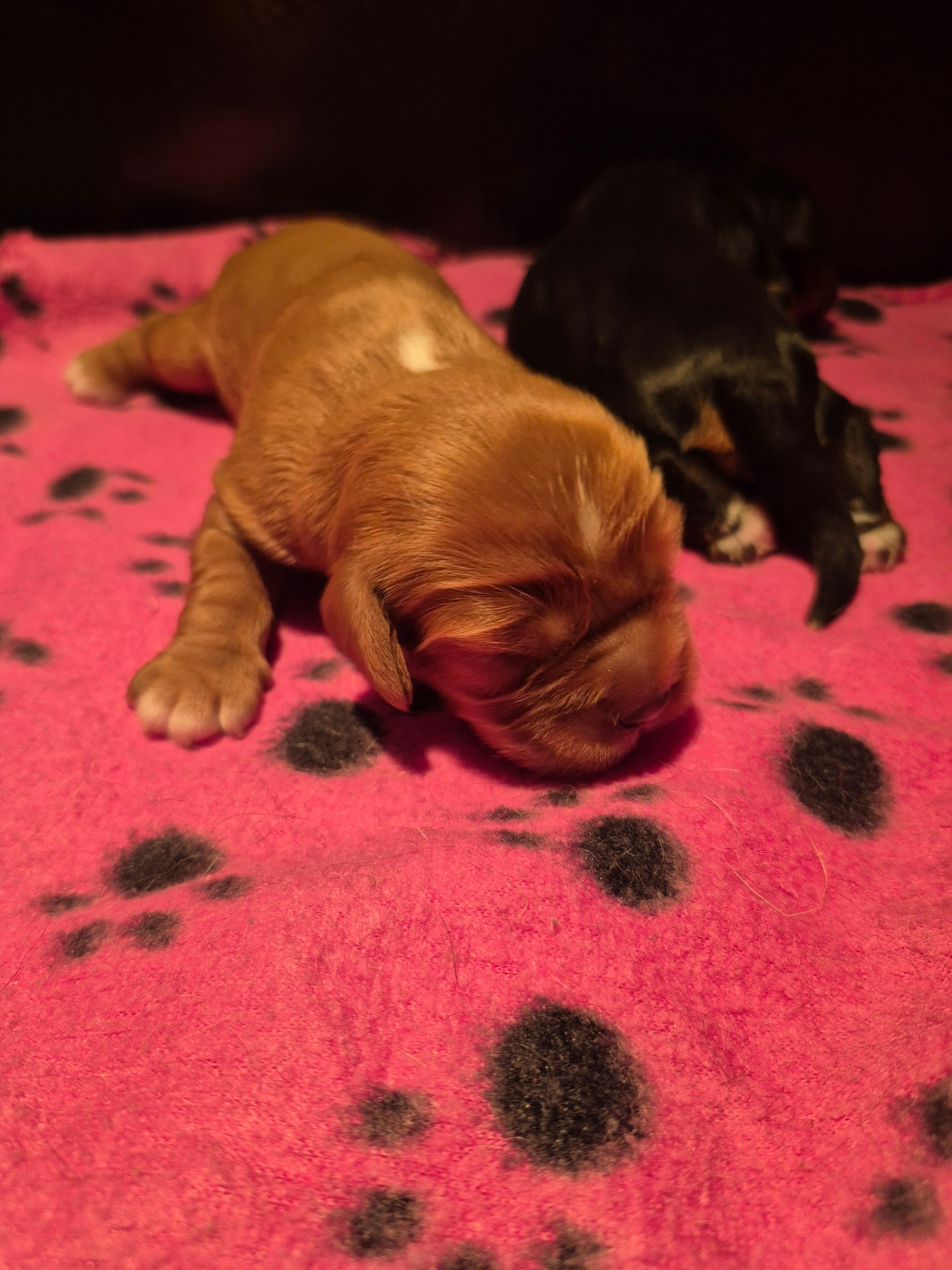 des Trésors d'Amethyste - Chiots disponibles - Cavalier King Charles Spaniel