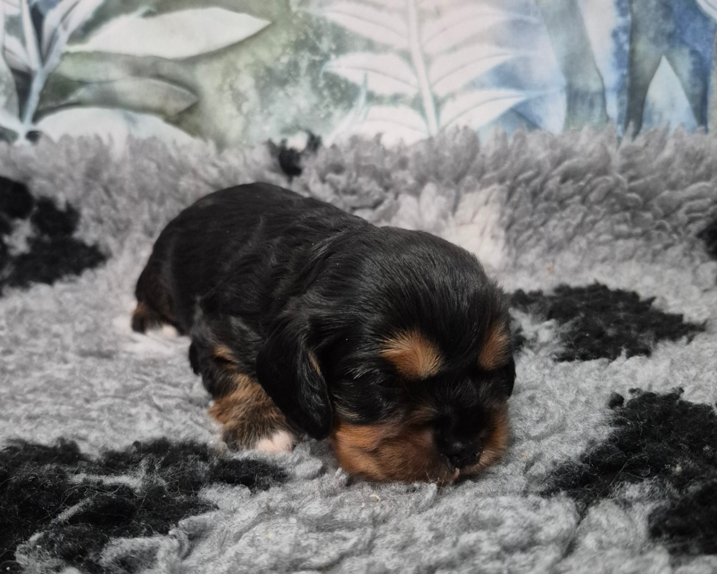 des Trésors d'Amethyste - Chiots disponibles - Cavalier King Charles Spaniel