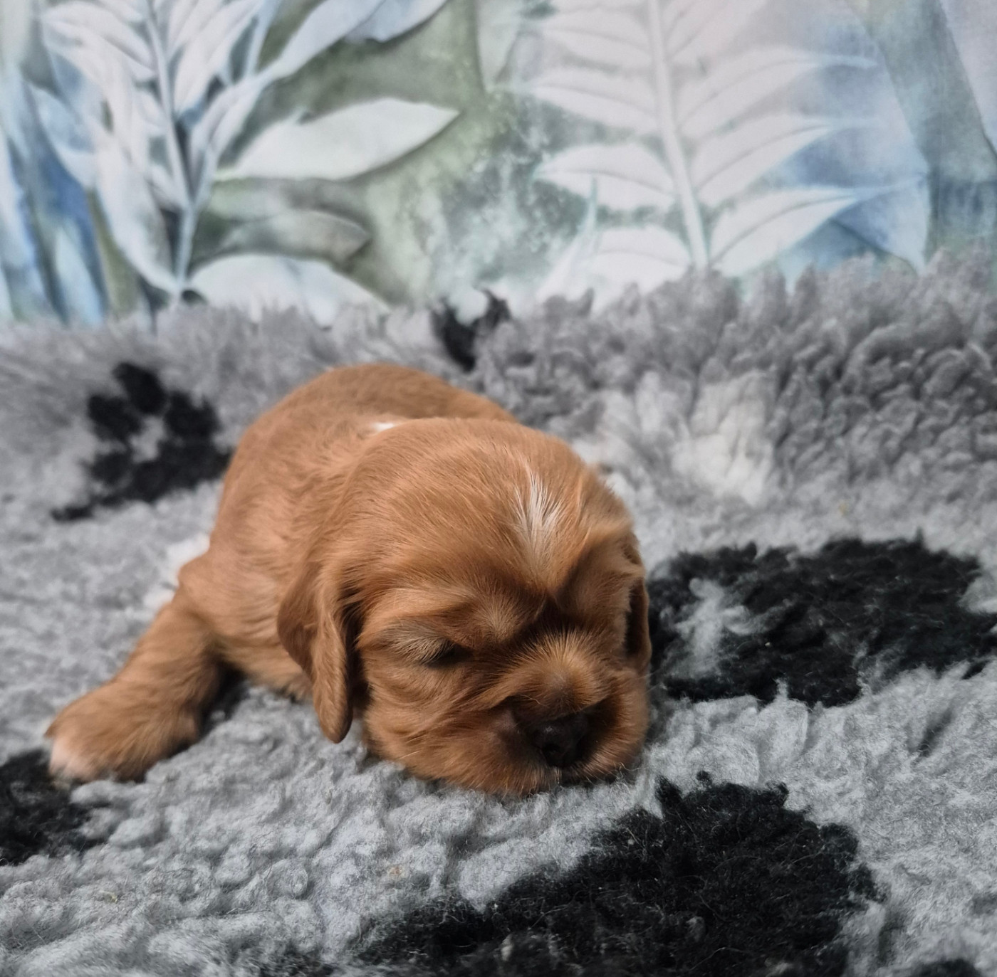 des Trésors d'Amethyste - Chiots disponibles - Cavalier King Charles Spaniel