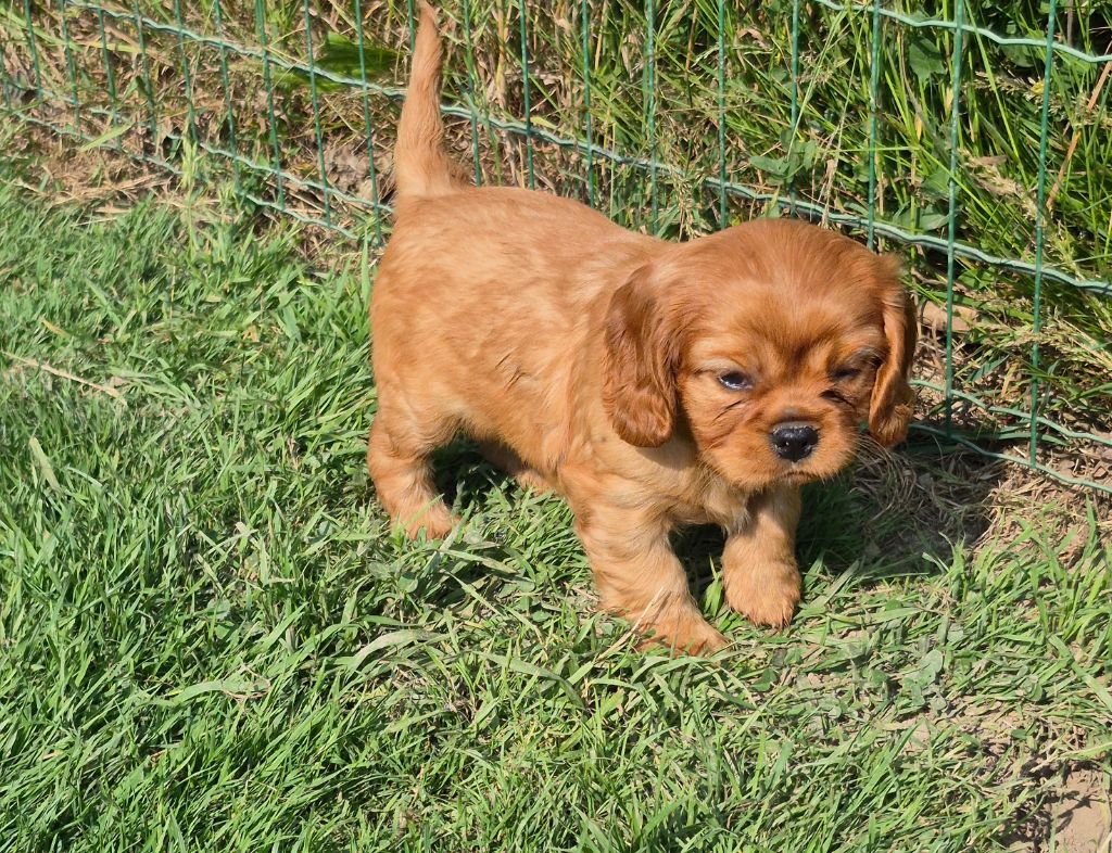 des Trésors d'Amethyste - Chiots disponibles - Cavalier King Charles Spaniel
