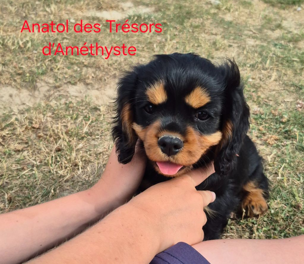 des Trésors d'Amethyste - Chiots disponibles - Cavalier King Charles Spaniel