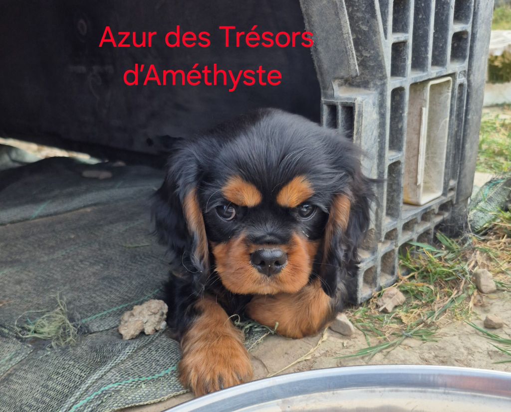 des Trésors d'Amethyste - Chiots disponibles - Cavalier King Charles Spaniel