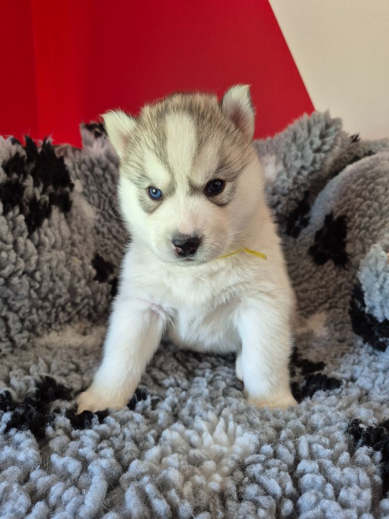 des Trésors d'Amethyste - Chiots disponibles - Siberian Husky