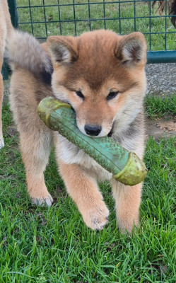 Anaya des Trésors d'améthyste