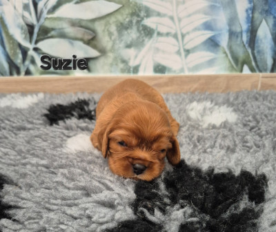 Suzie des Trésors d Améthyste