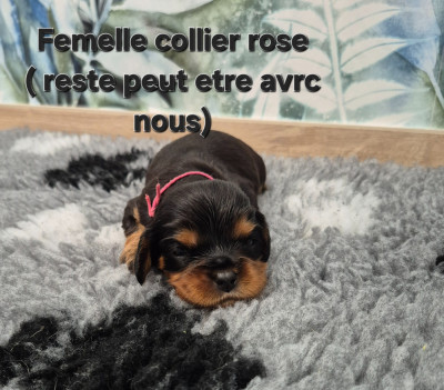 B....COLLIER ROSE