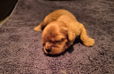 CHIOT 2
