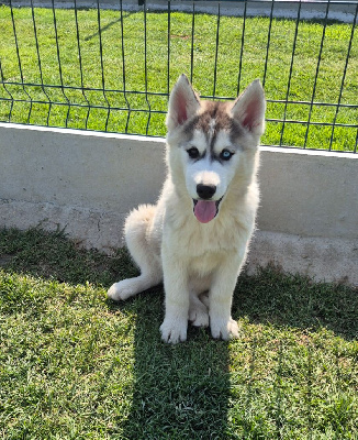 ATLAS
