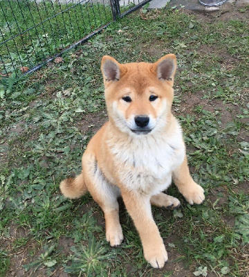 TOSHI