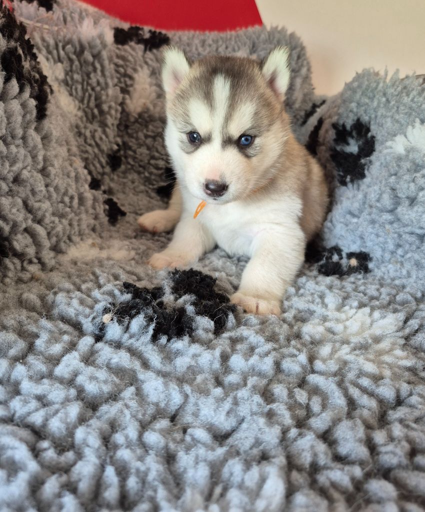 des Trésors d'Amethyste - Chiots disponibles - Siberian Husky